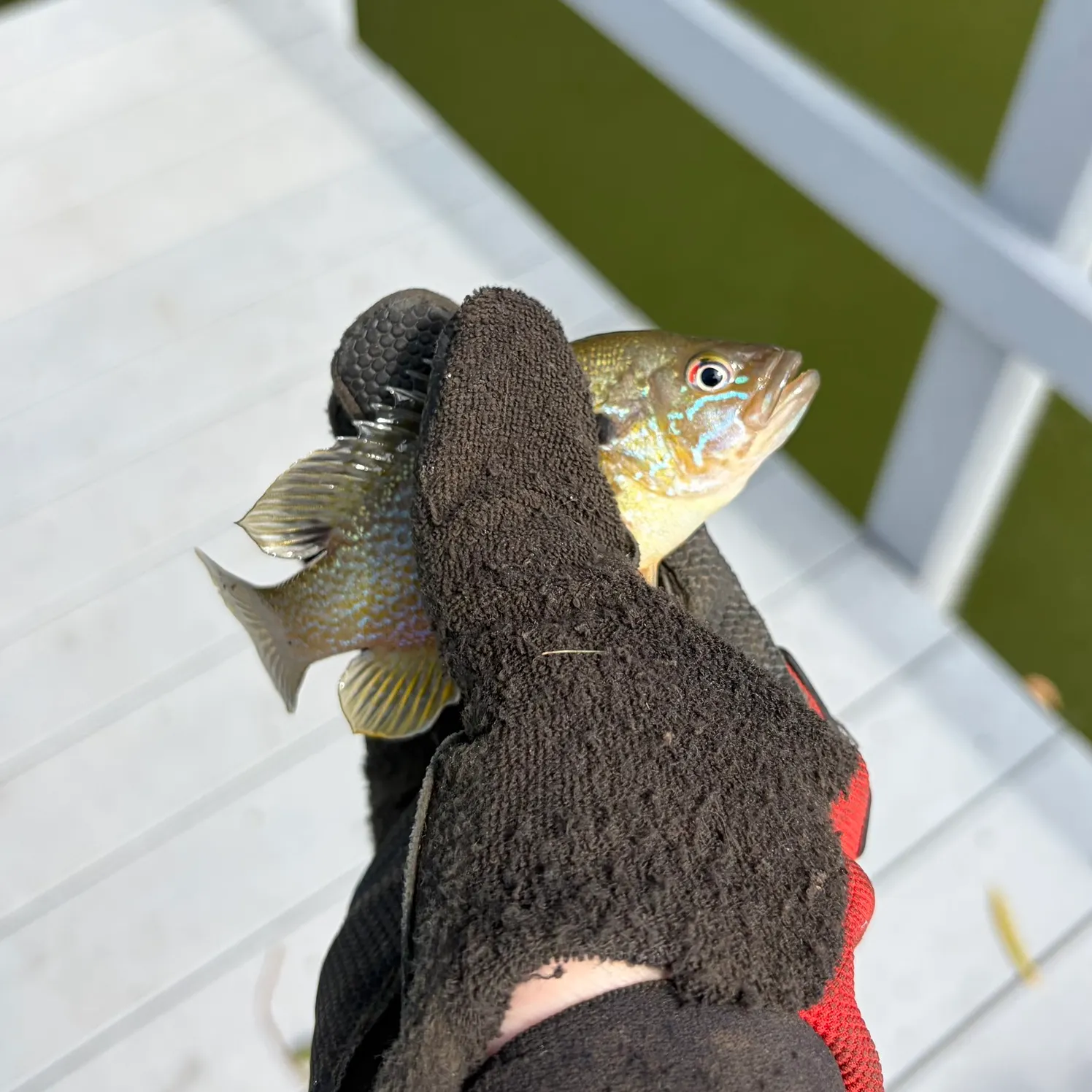 Green sunfish caught on Fishbrain