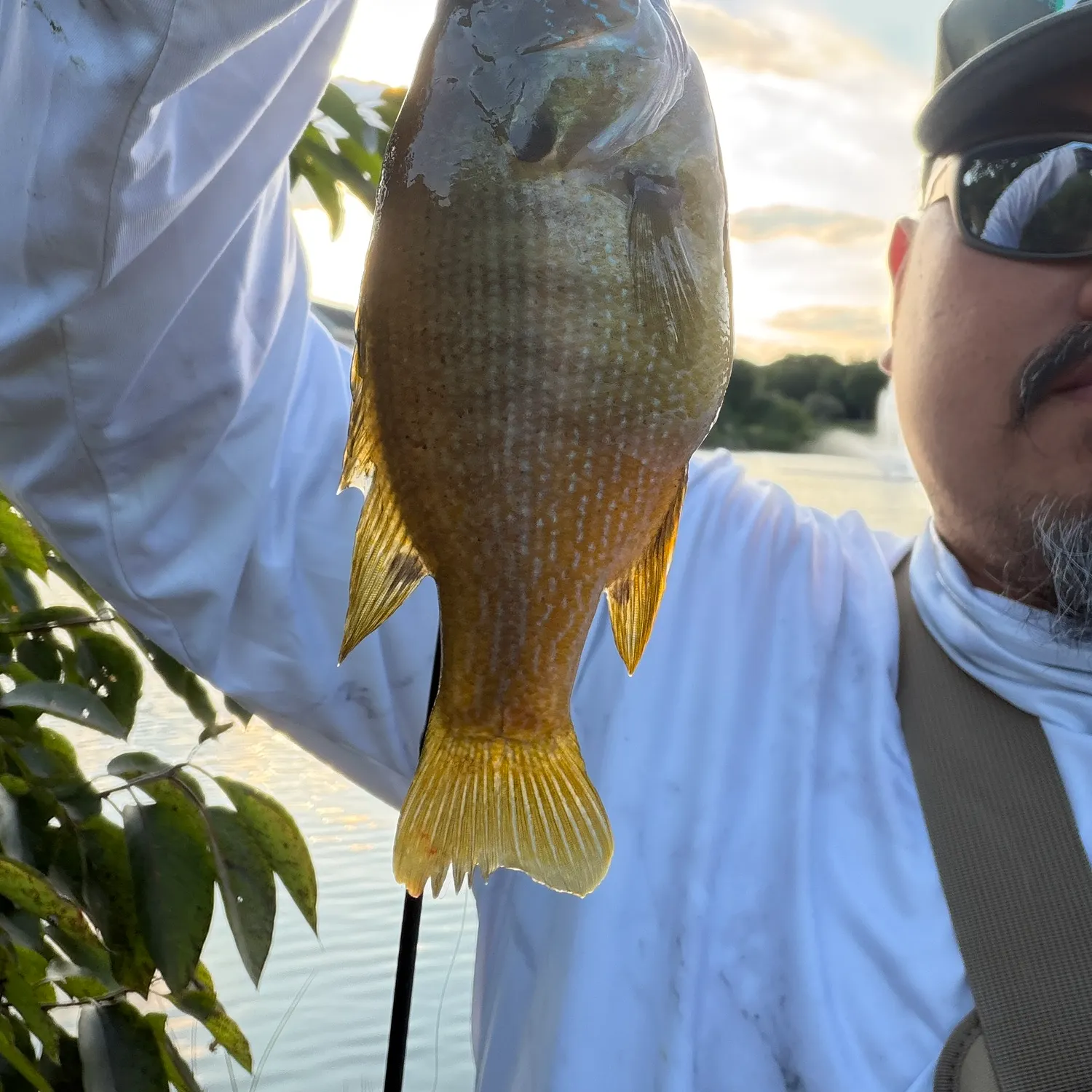 Green sunfish caught on Fishbrain