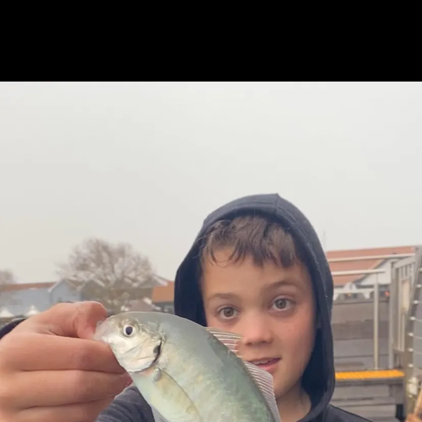 The most recent White trevally catches on Fishbrain