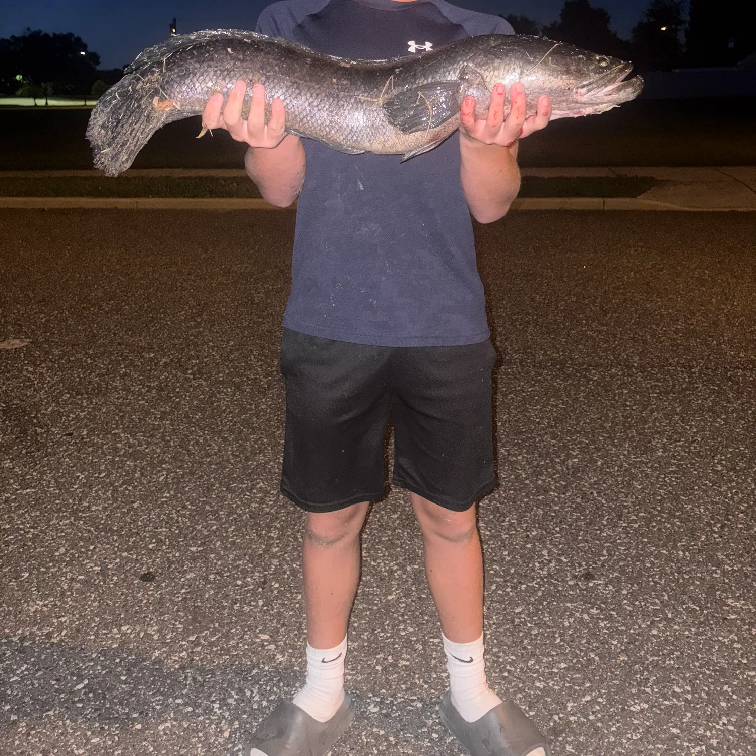 The most recent Northern snakehead catches on Fishbrain