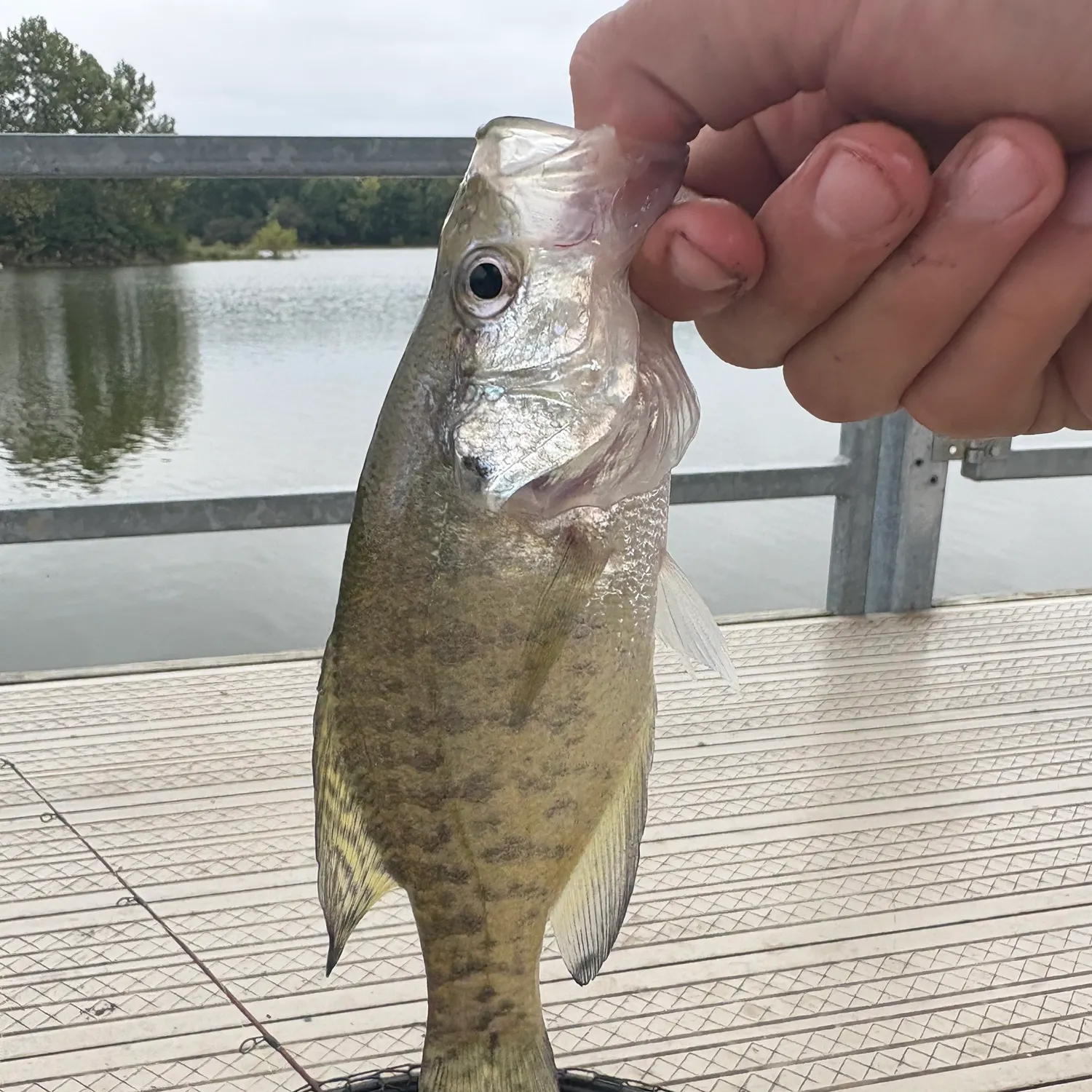 White crappie caught on Fishbrain
