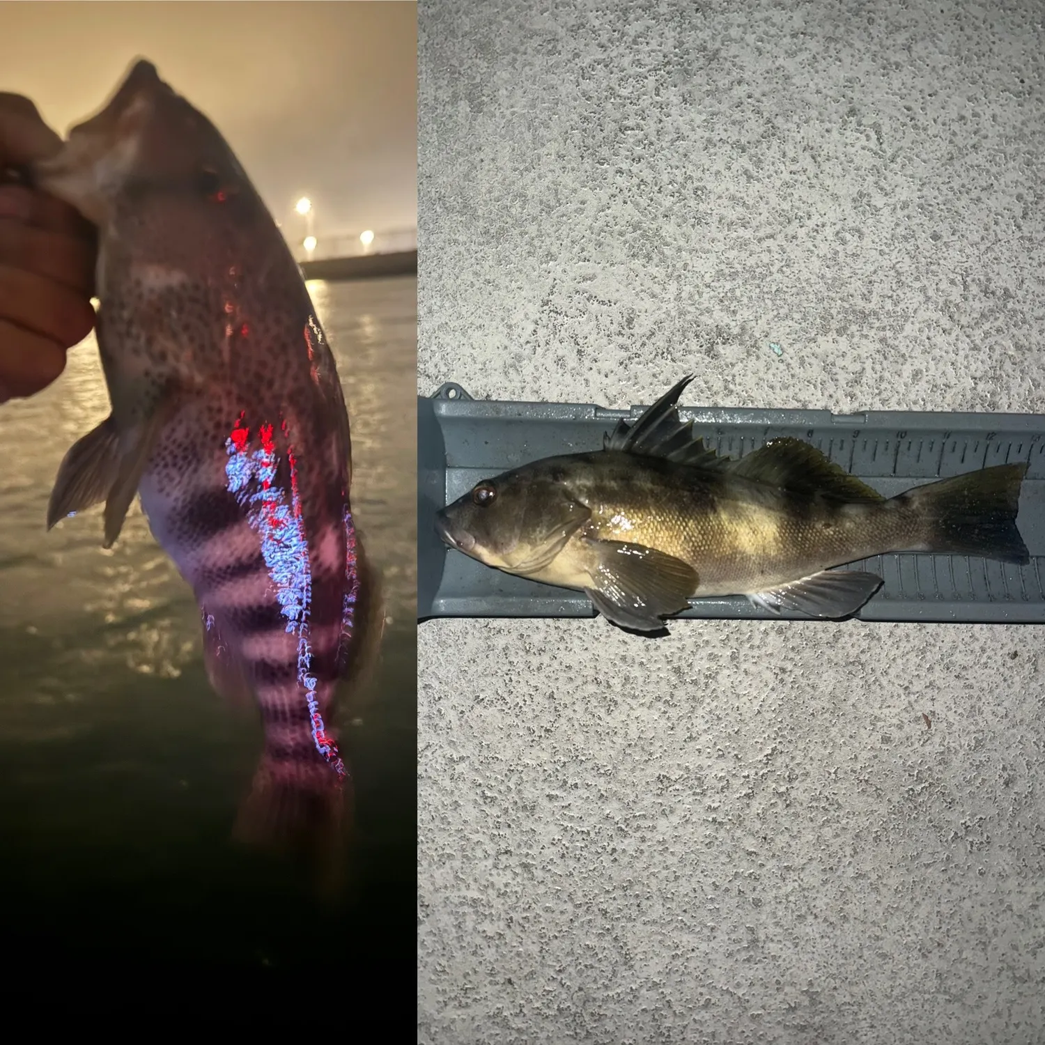 recently logged catches