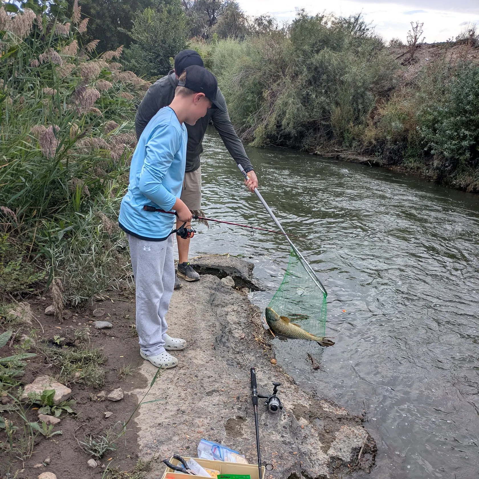 Common carp caught on Fishbrain