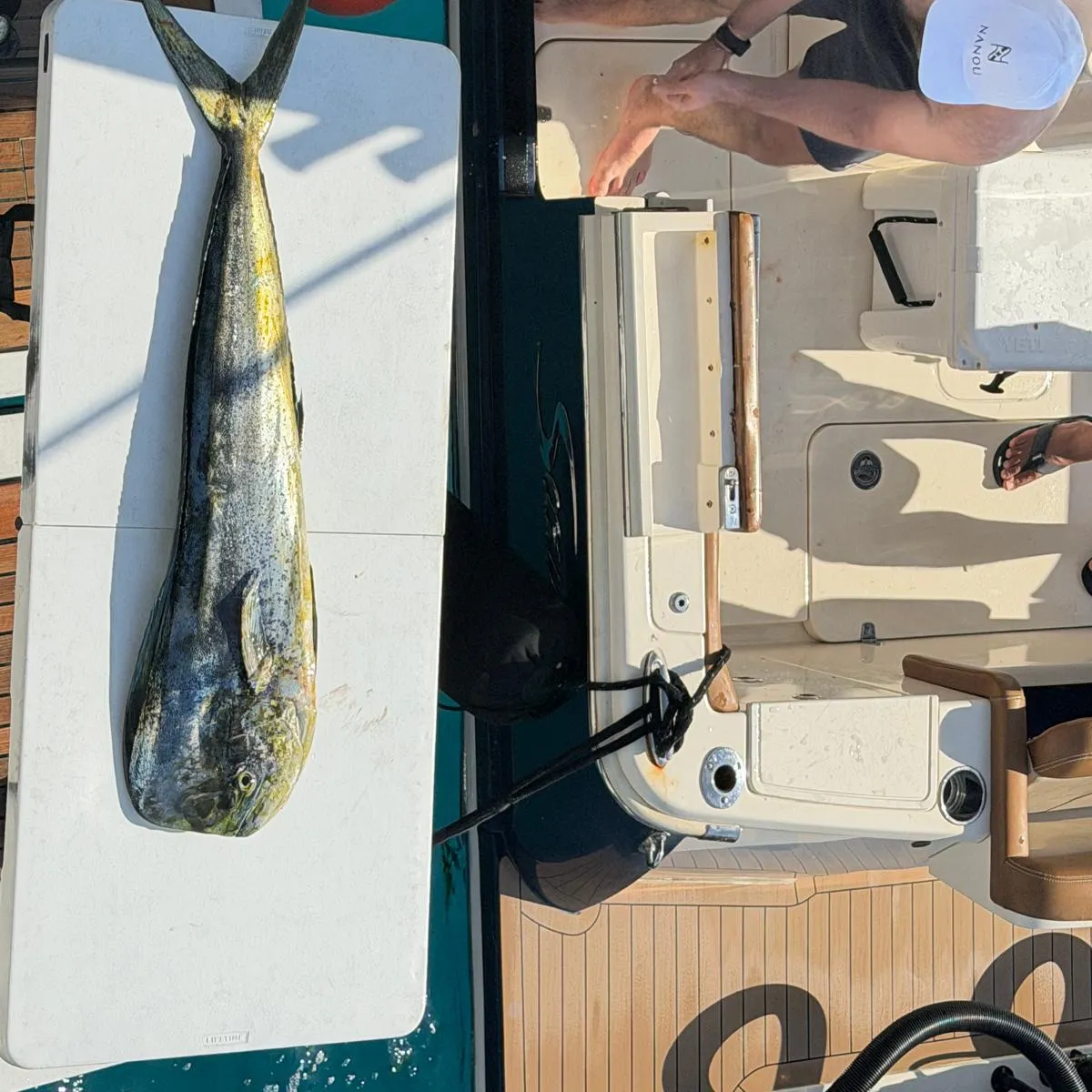 Common dolphinfish caught on Fishbrain