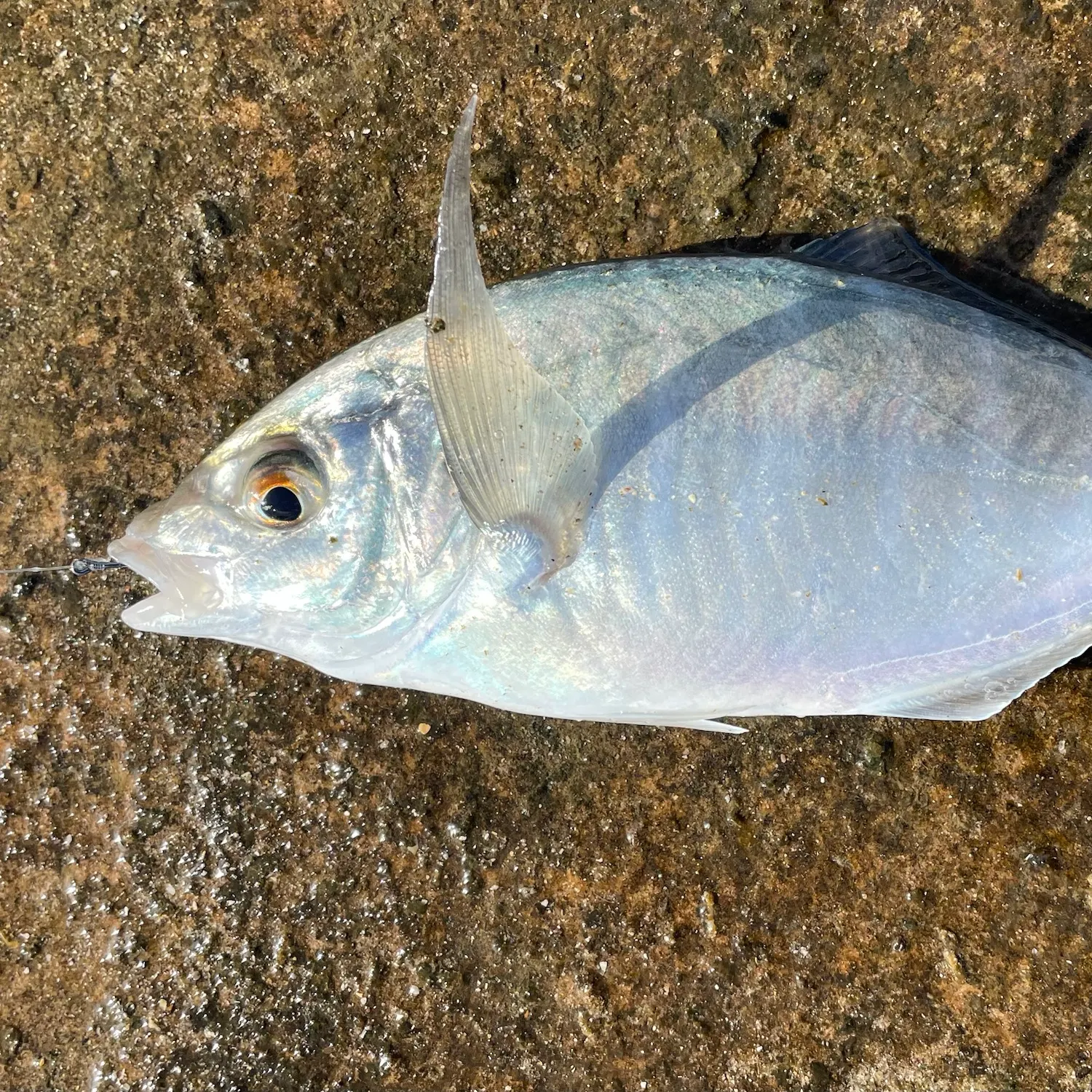The most recent White trevally catches on Fishbrain