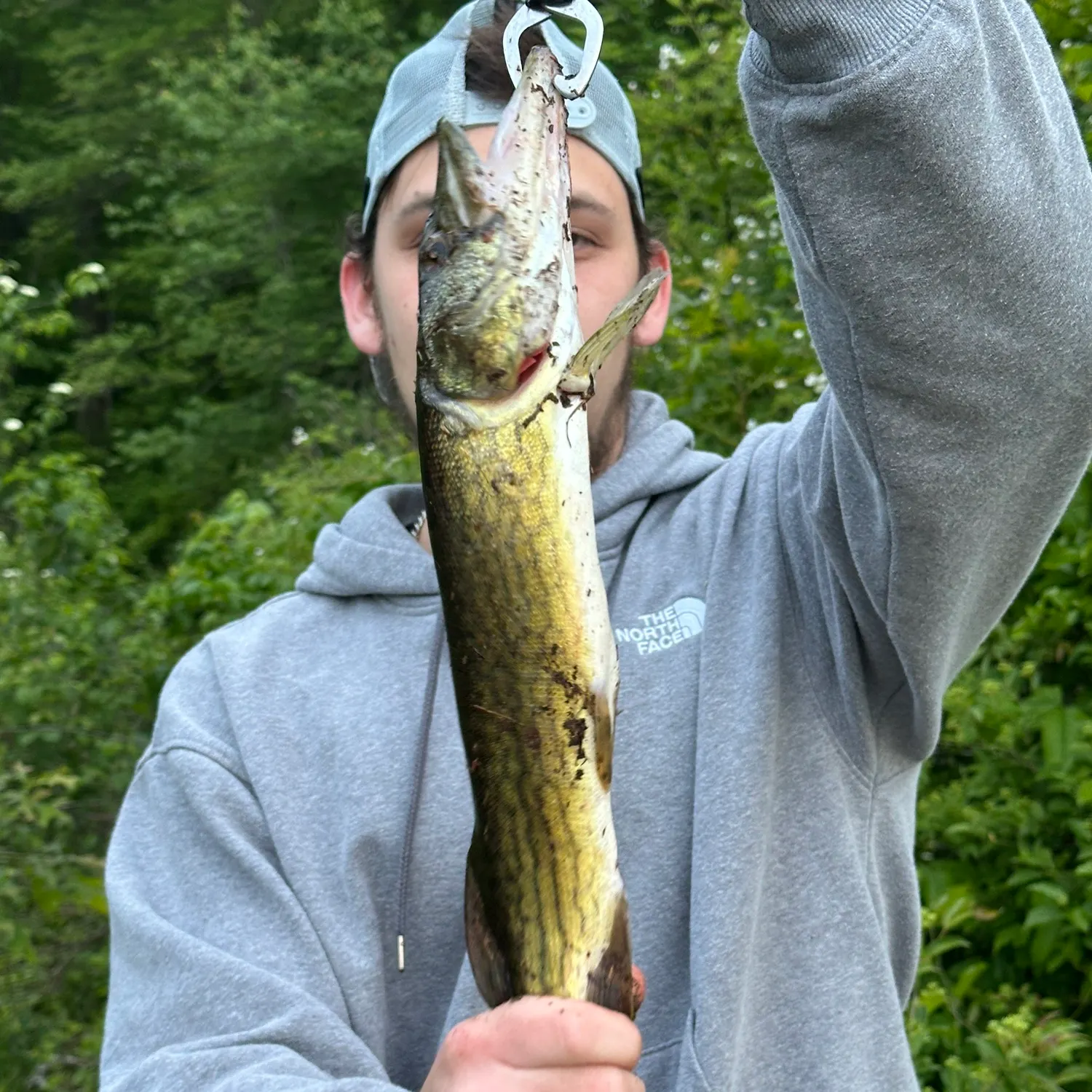 The most recent Chain pickerel catches on Fishbrain