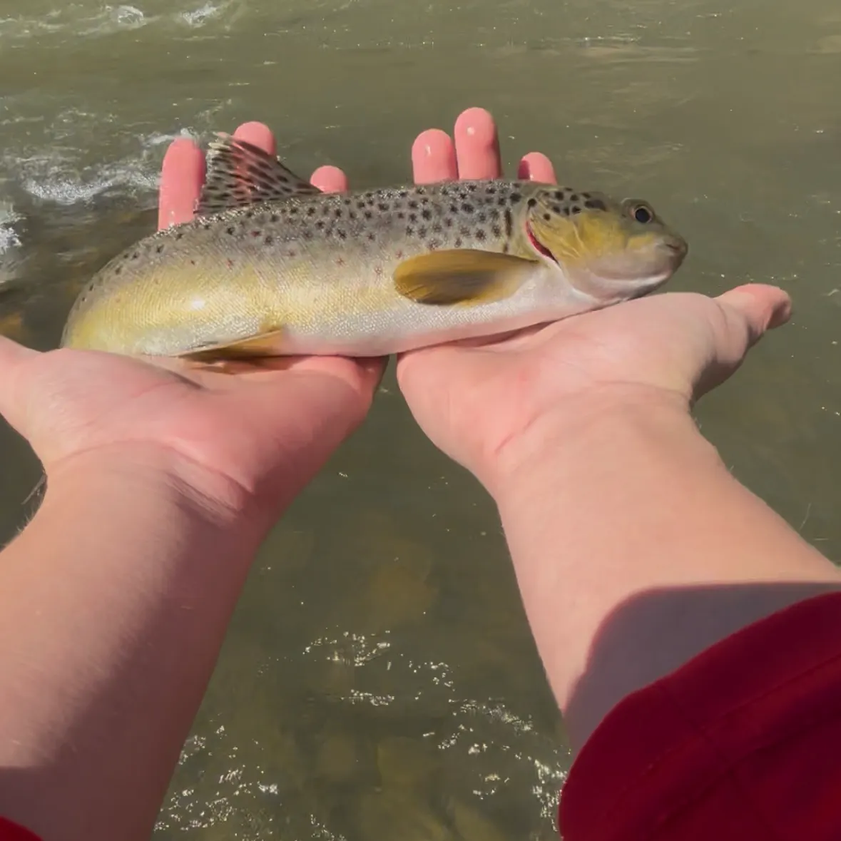 The most recent Cutthroat trout catches on Fishbrain