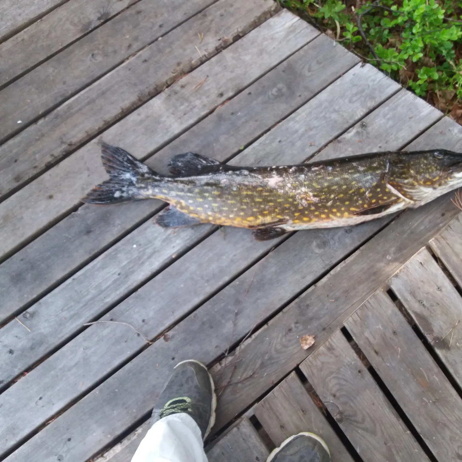 recently logged catches