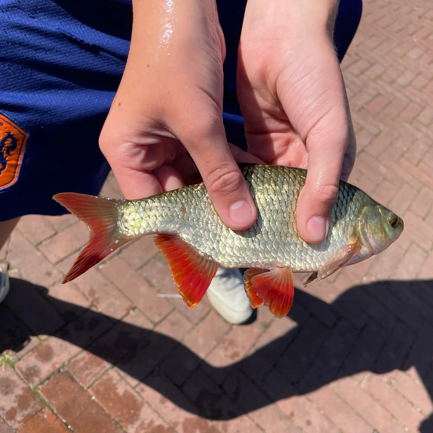 Common rudd caught on Fishbrain