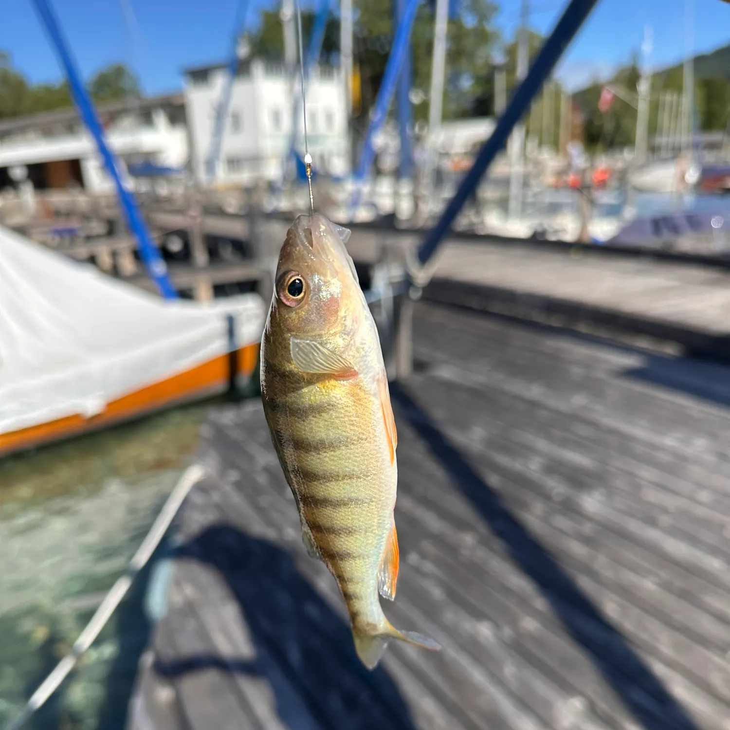 European perch caught on Fishbrain