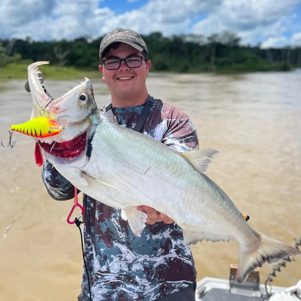 The most recent Black-tailed payara catches on Fishbrain