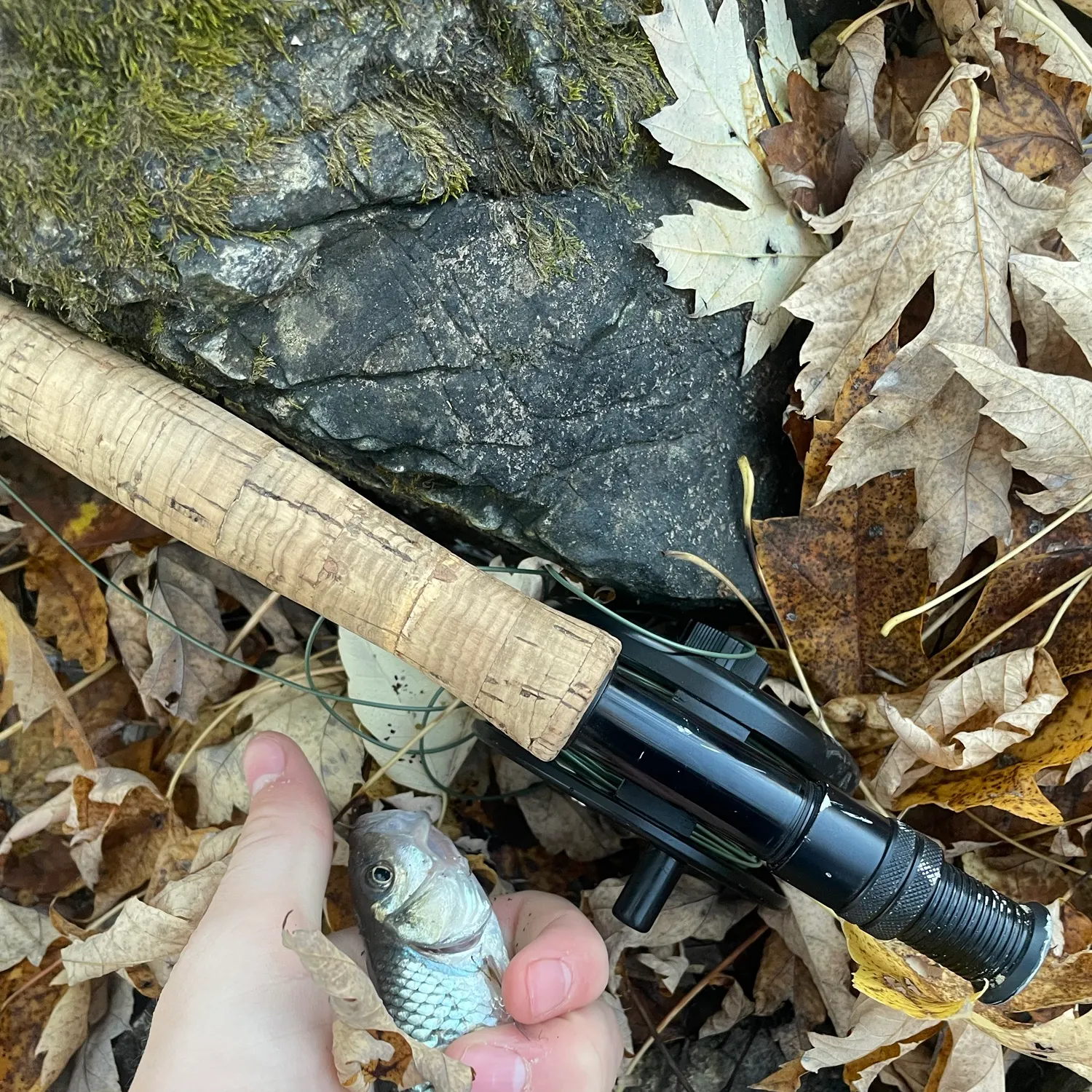 Fallfish caught on Fishbrain