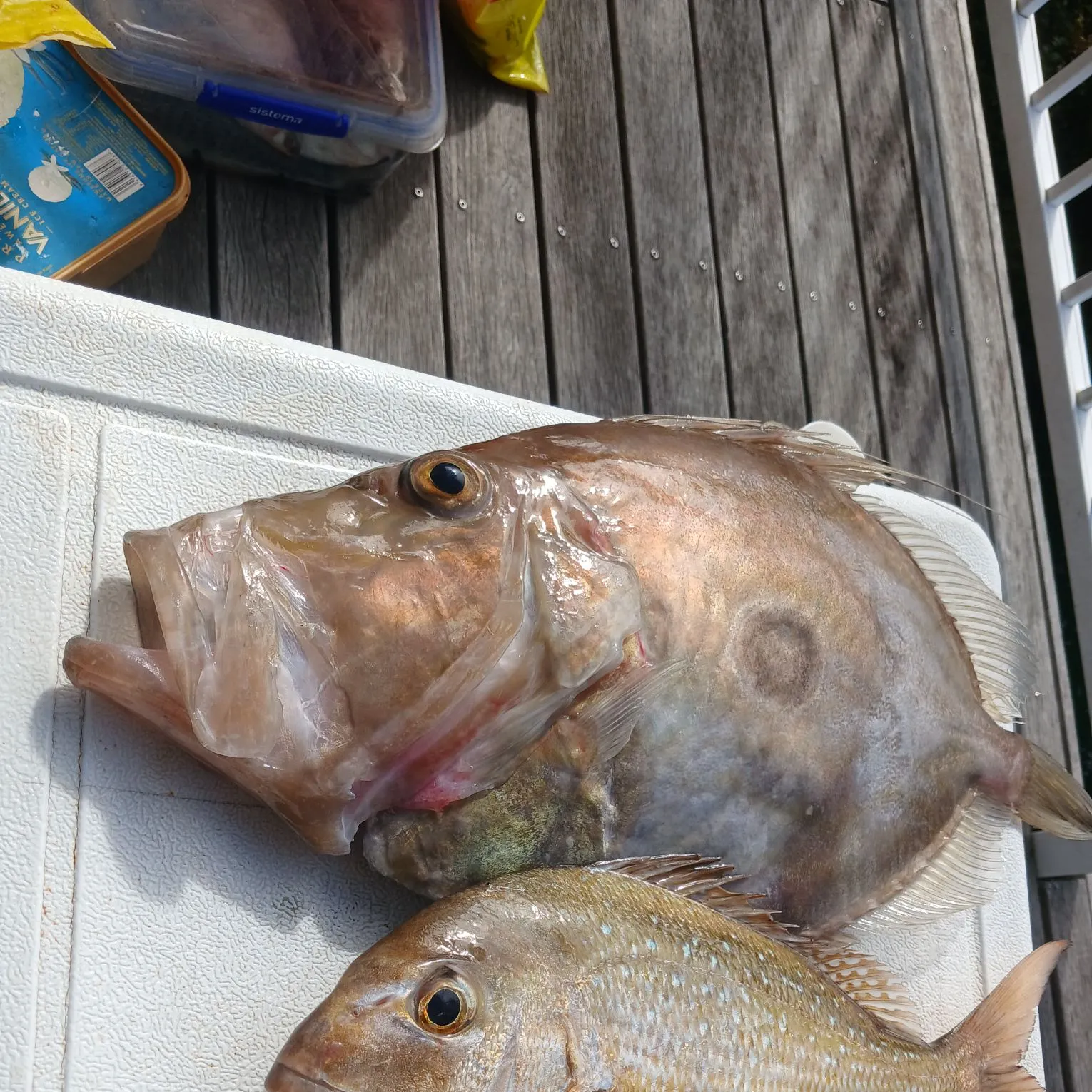 John dory caught on Fishbrain