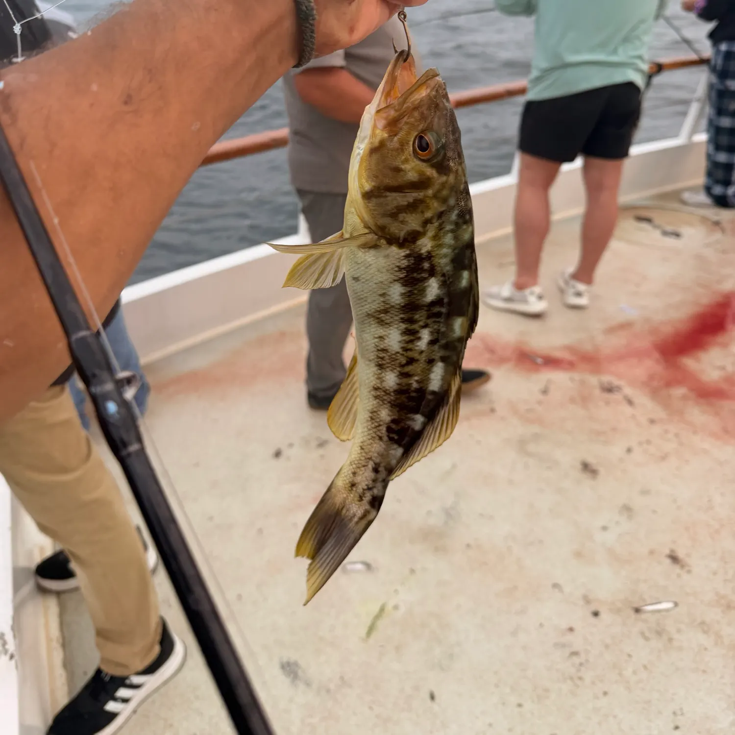 The most recent Kelp bass catches on Fishbrain