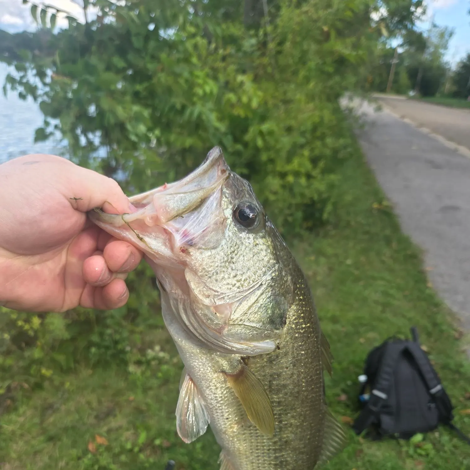Largemouth bass caught on Fishbrain