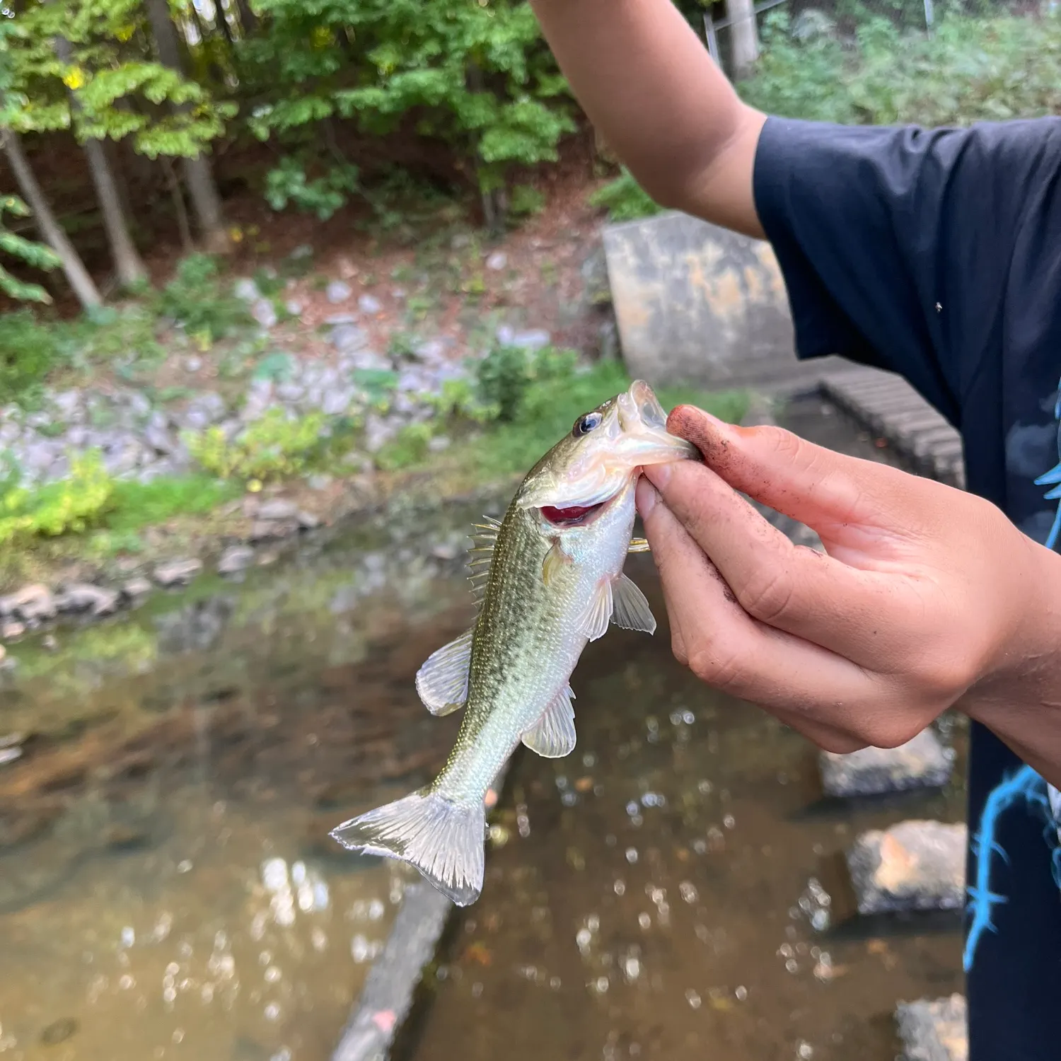 Fish caught on Fishbrain