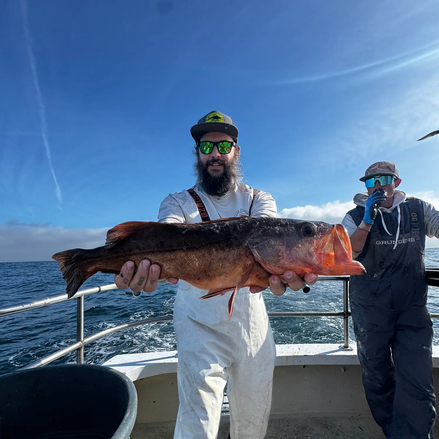 The most recent Bocaccio rockfish catches on Fishbrain