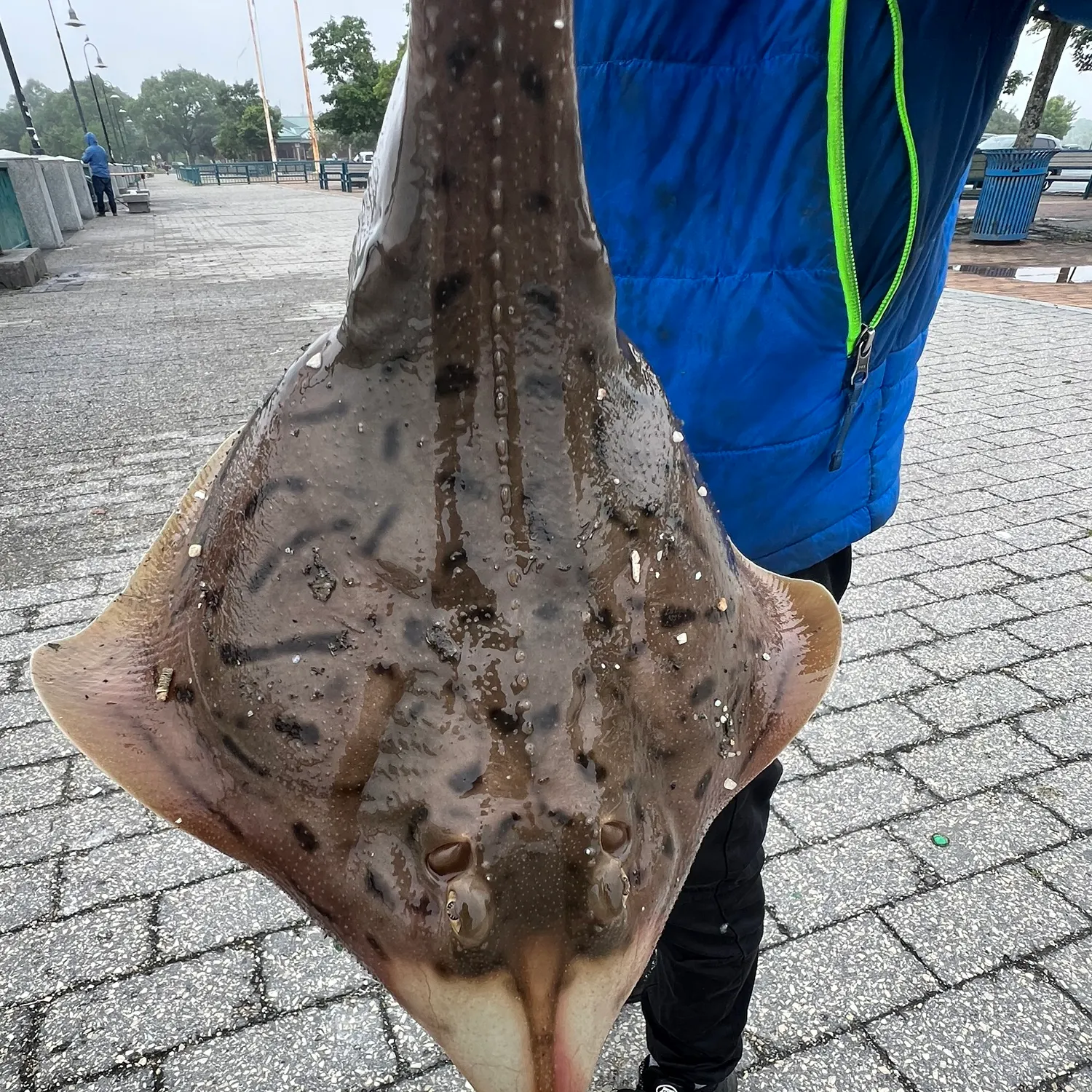 The most recent Sepia stingray catches on Fishbrain