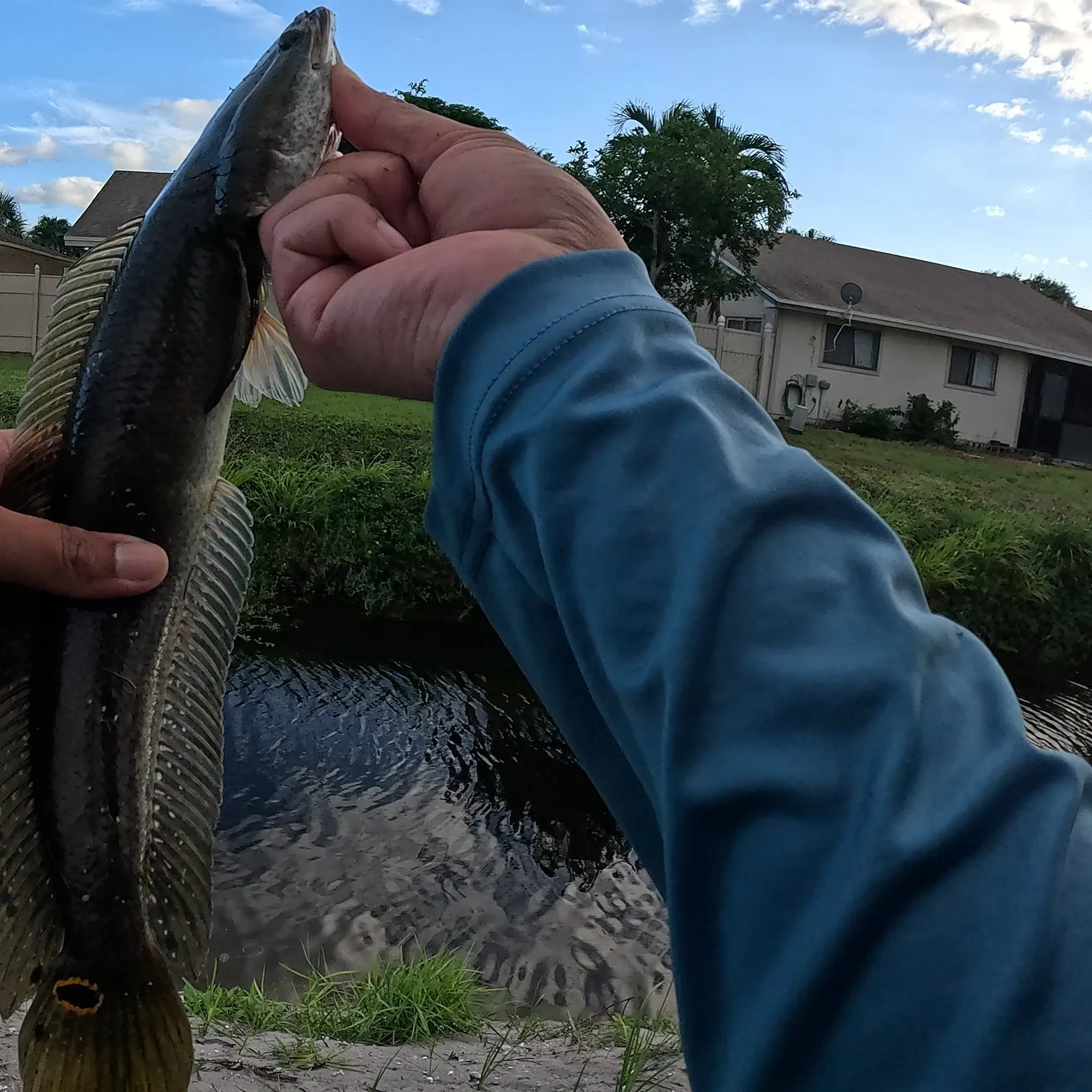 The most recent Bullseye snakehead catches on Fishbrain