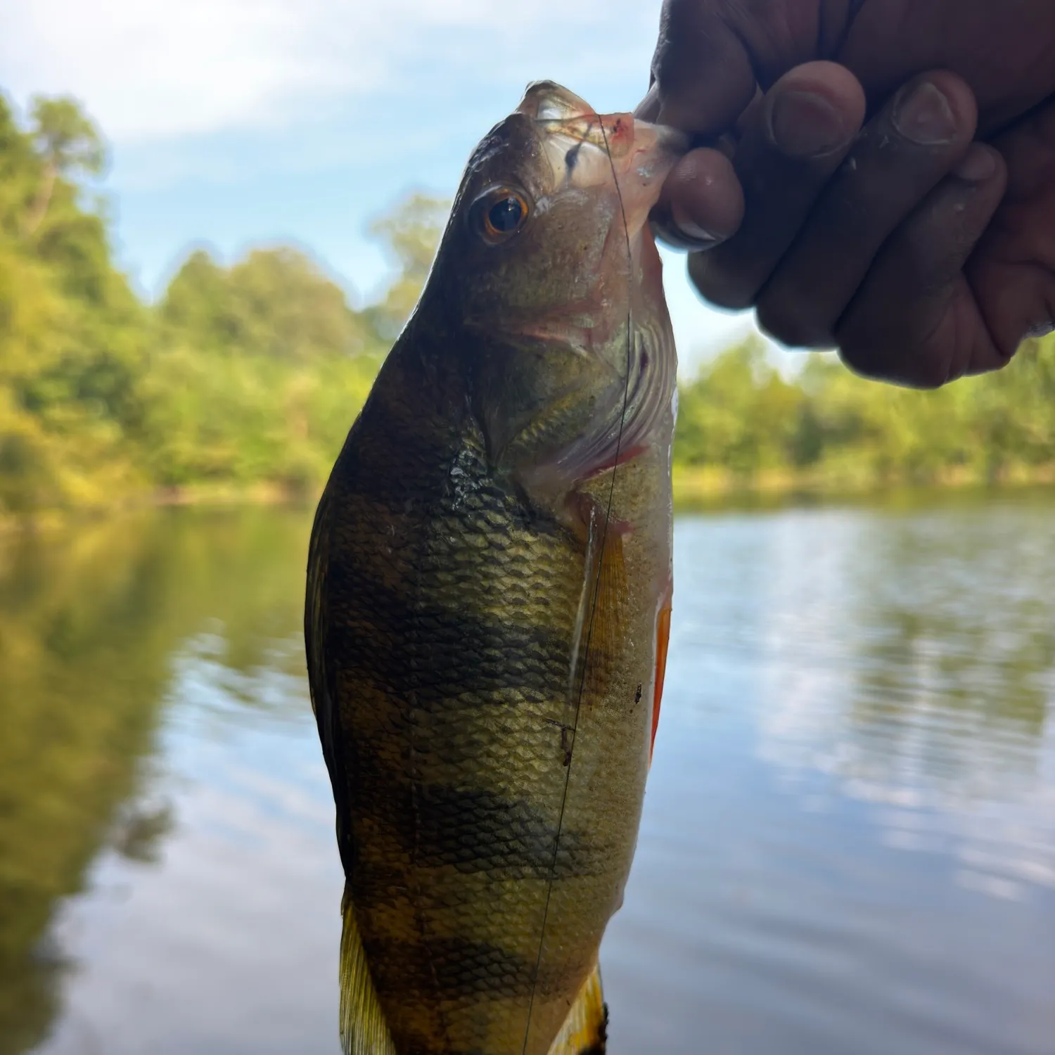 Yellow perch caught on Fishbrain