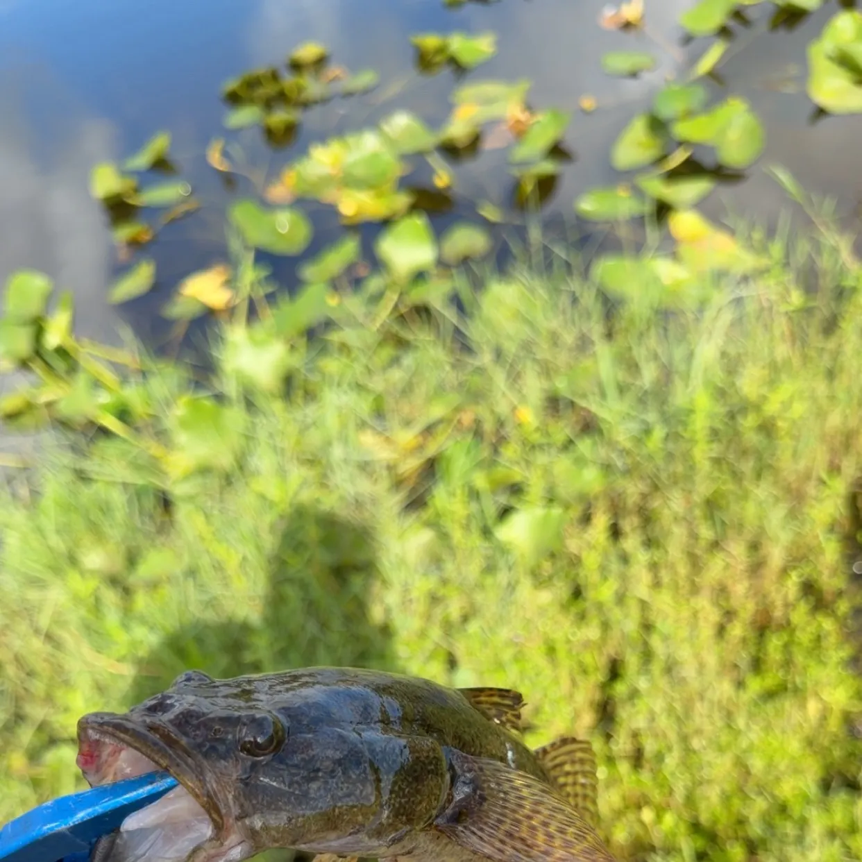 The most recent Bigmouth sleeper catches on Fishbrain