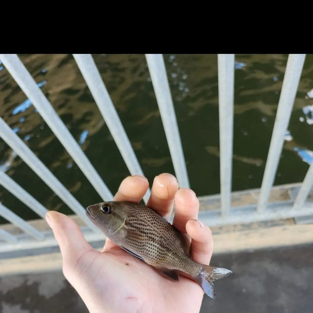 The most recent Sailor's choice grunt catches on Fishbrain