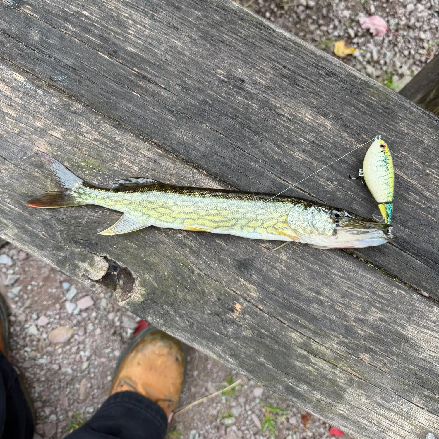 Chain pickerel caught on Fishbrain