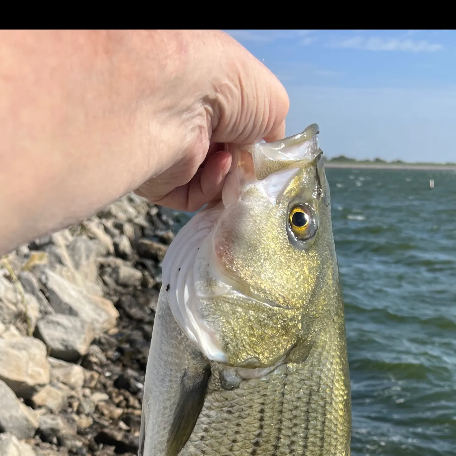 Wiper caught on Fishbrain