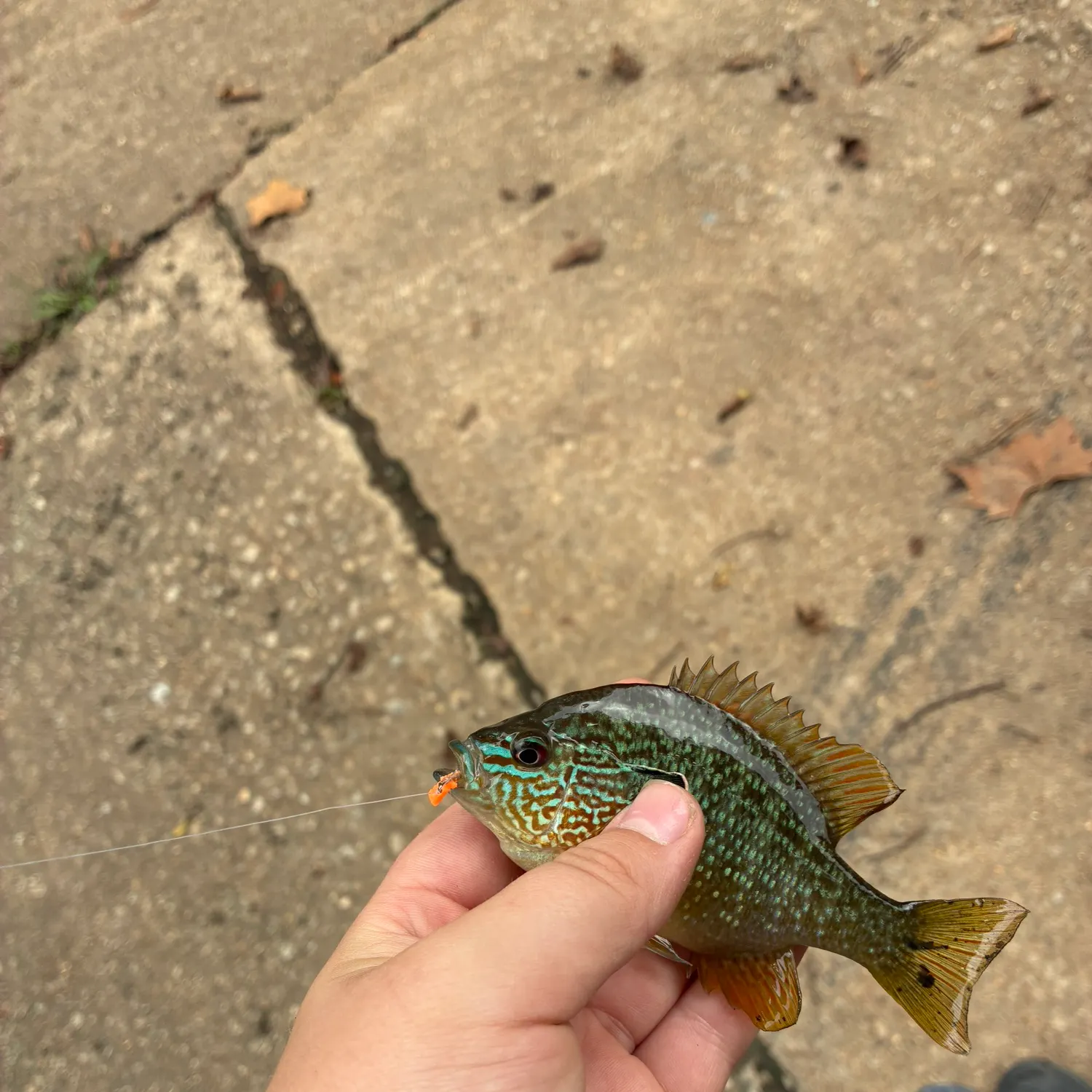 catch