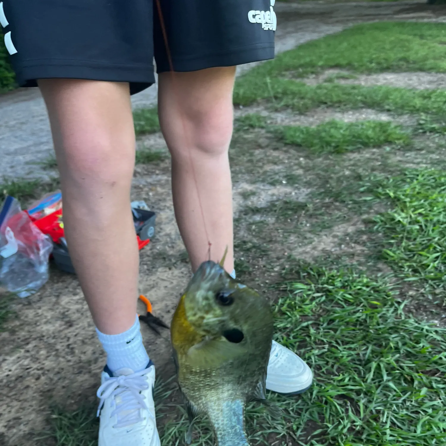 The most recent Redear sunfish catches on Fishbrain