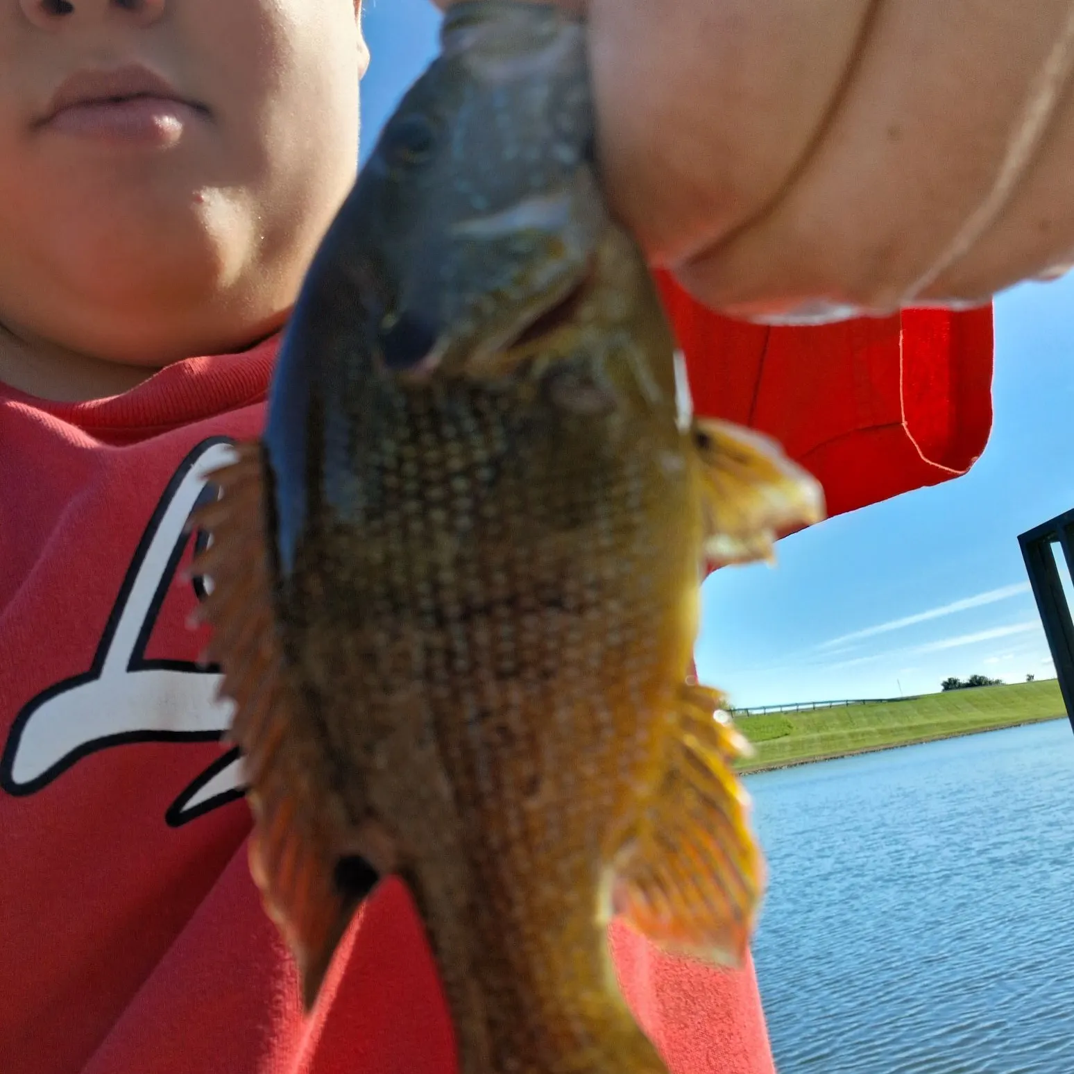 Longear sunfish caught on Fishbrain
