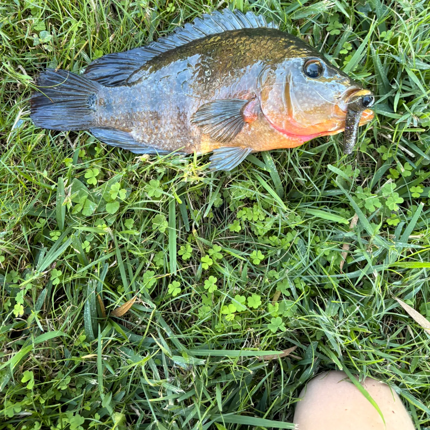 The most recent Mayan cichlid catches on Fishbrain