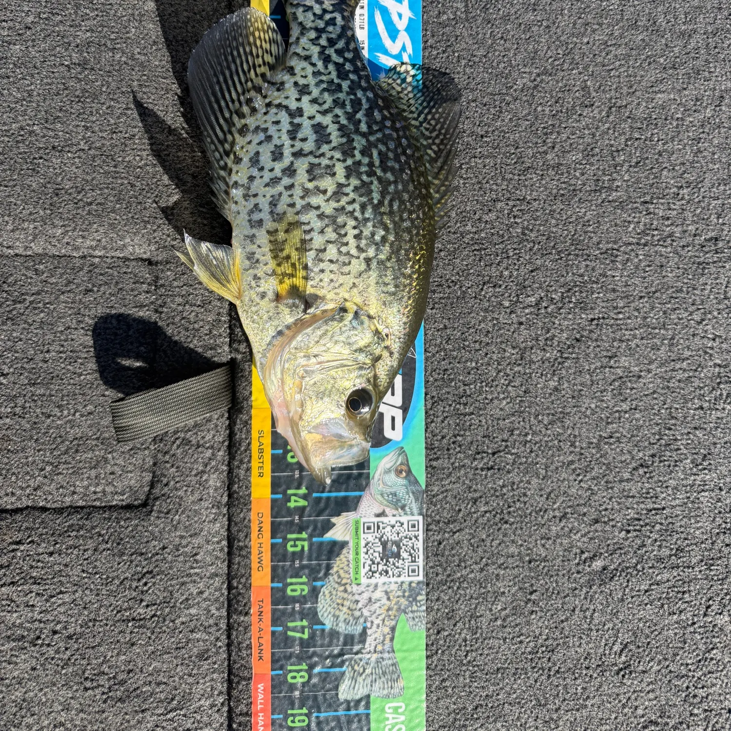 Black crappie caught on Fishbrain