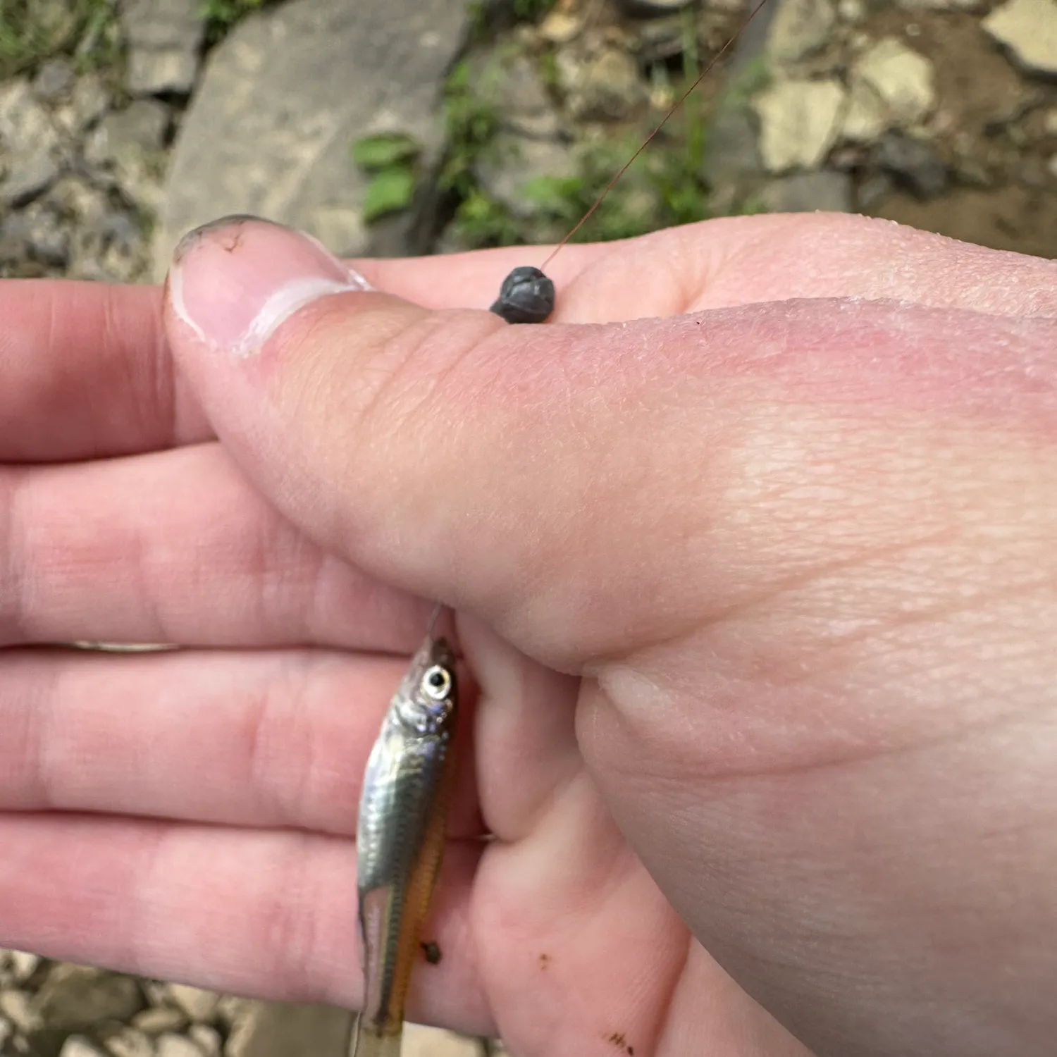 The most recent Mimic shiner catches on Fishbrain