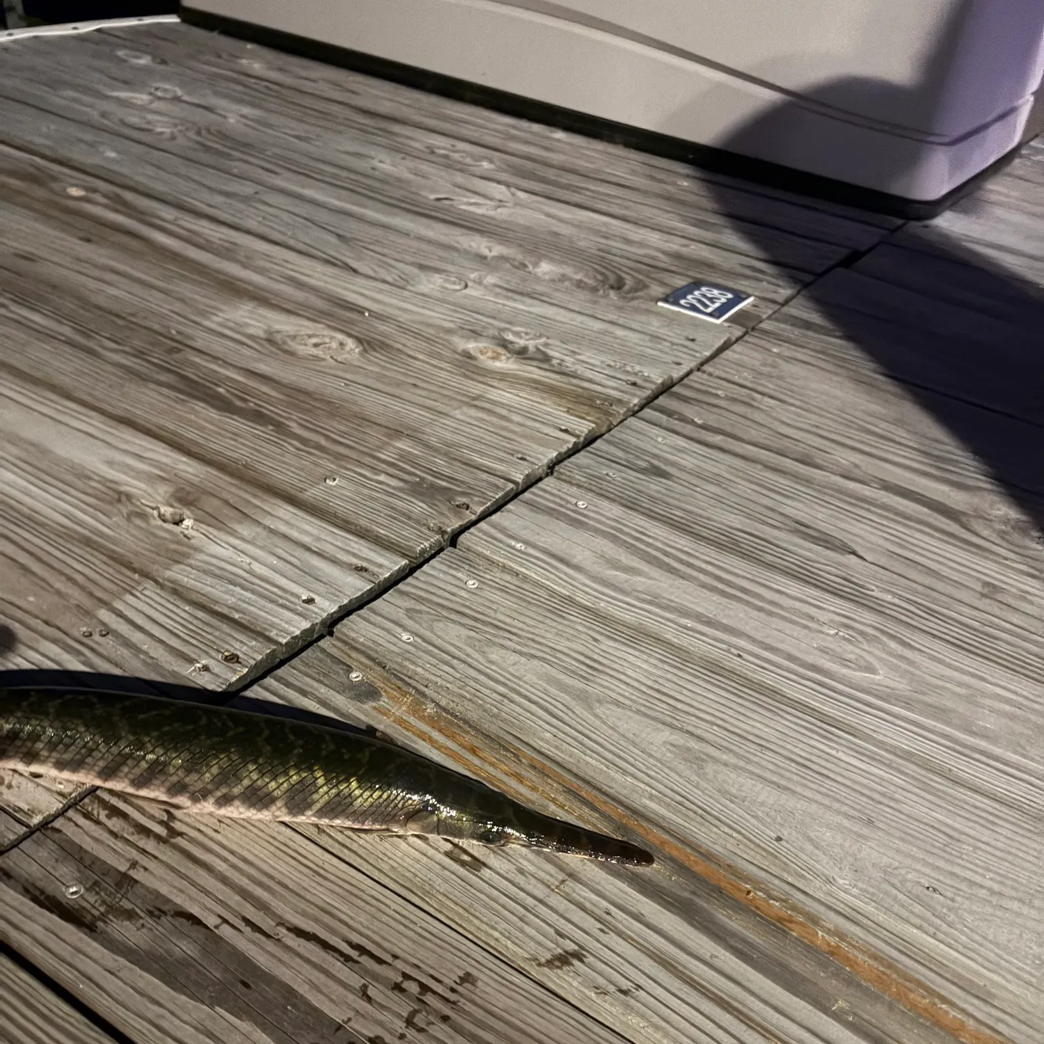 Spotted gar caught on Fishbrain