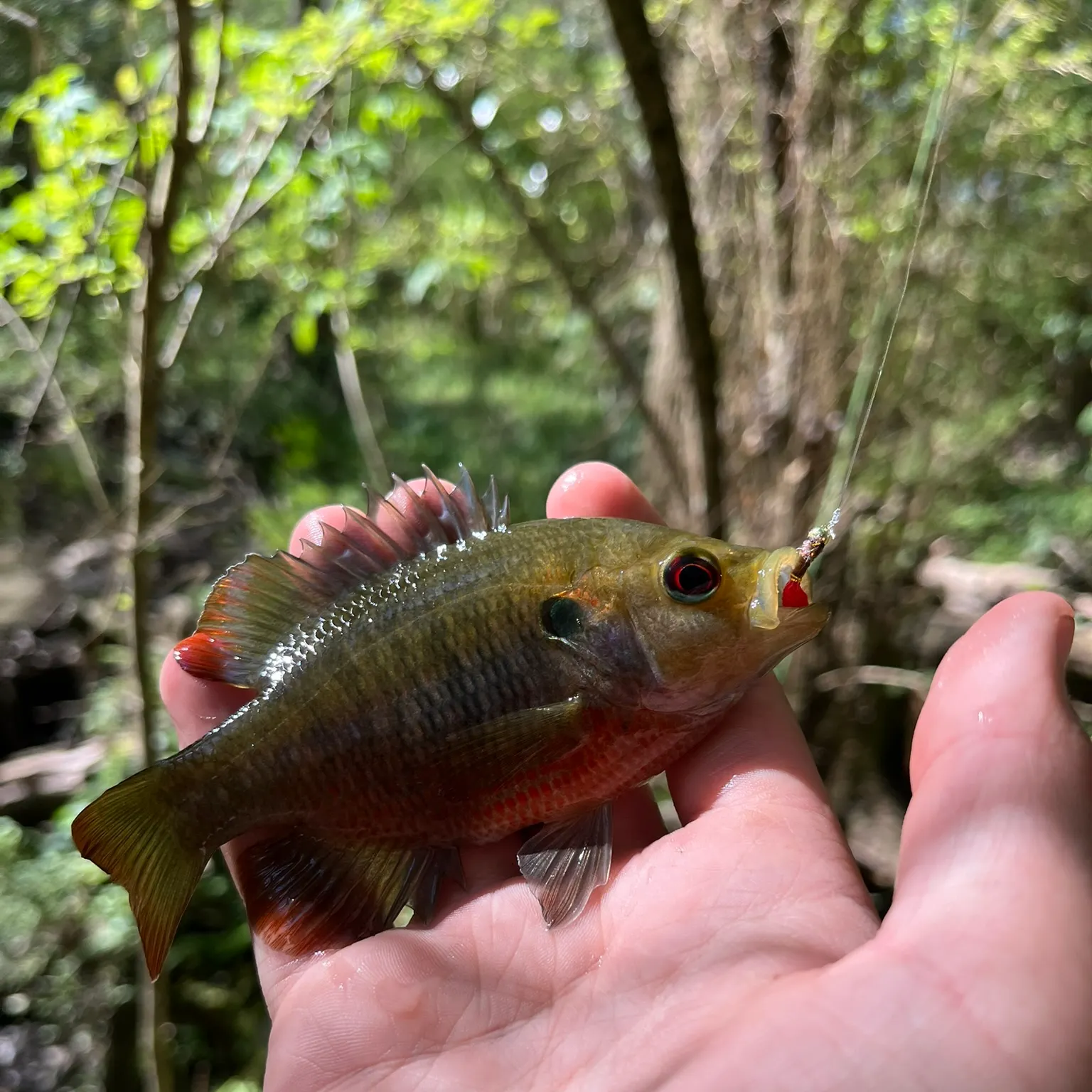 The most recent Redspotted sunfish catches on Fishbrain