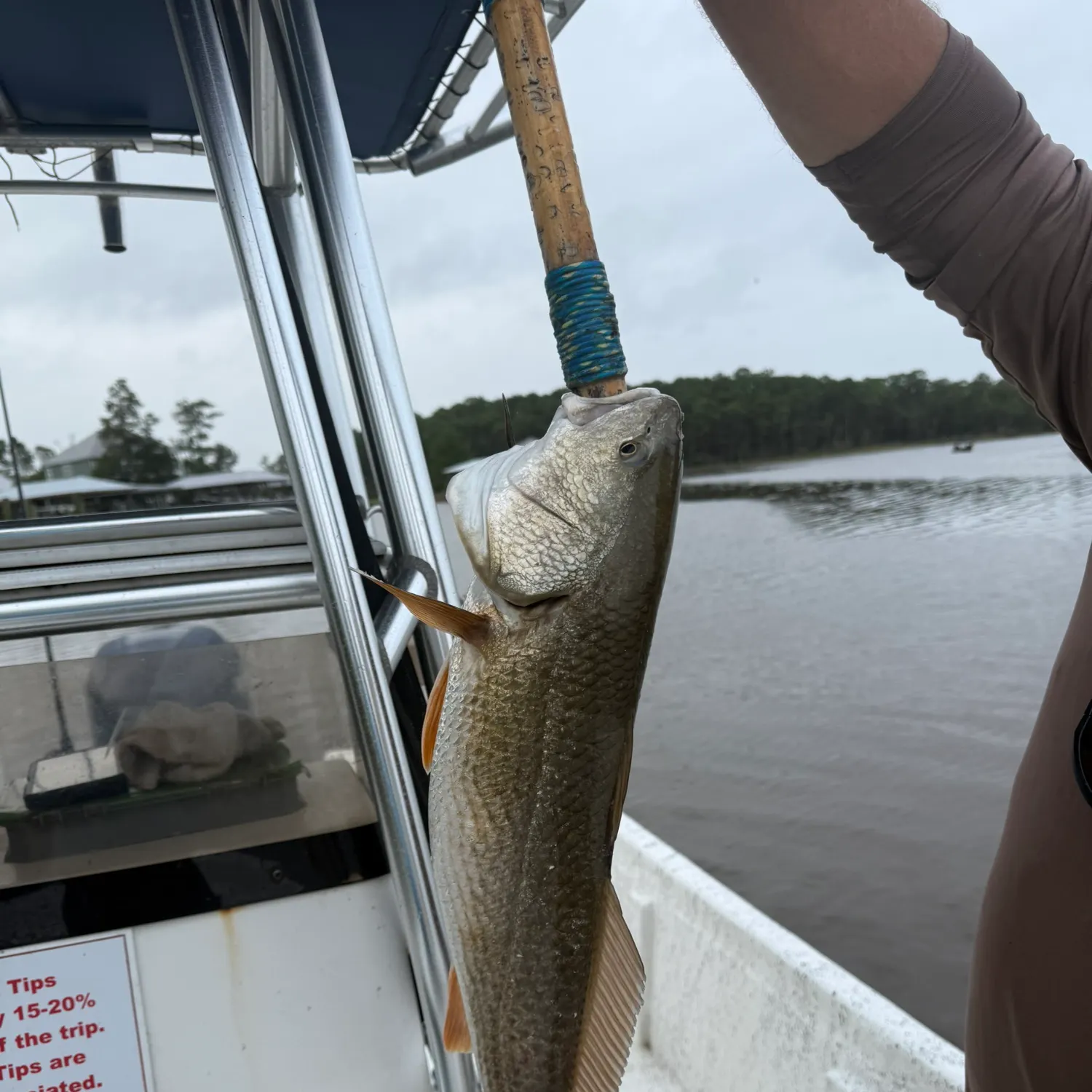 Red drum caught on Fishbrain