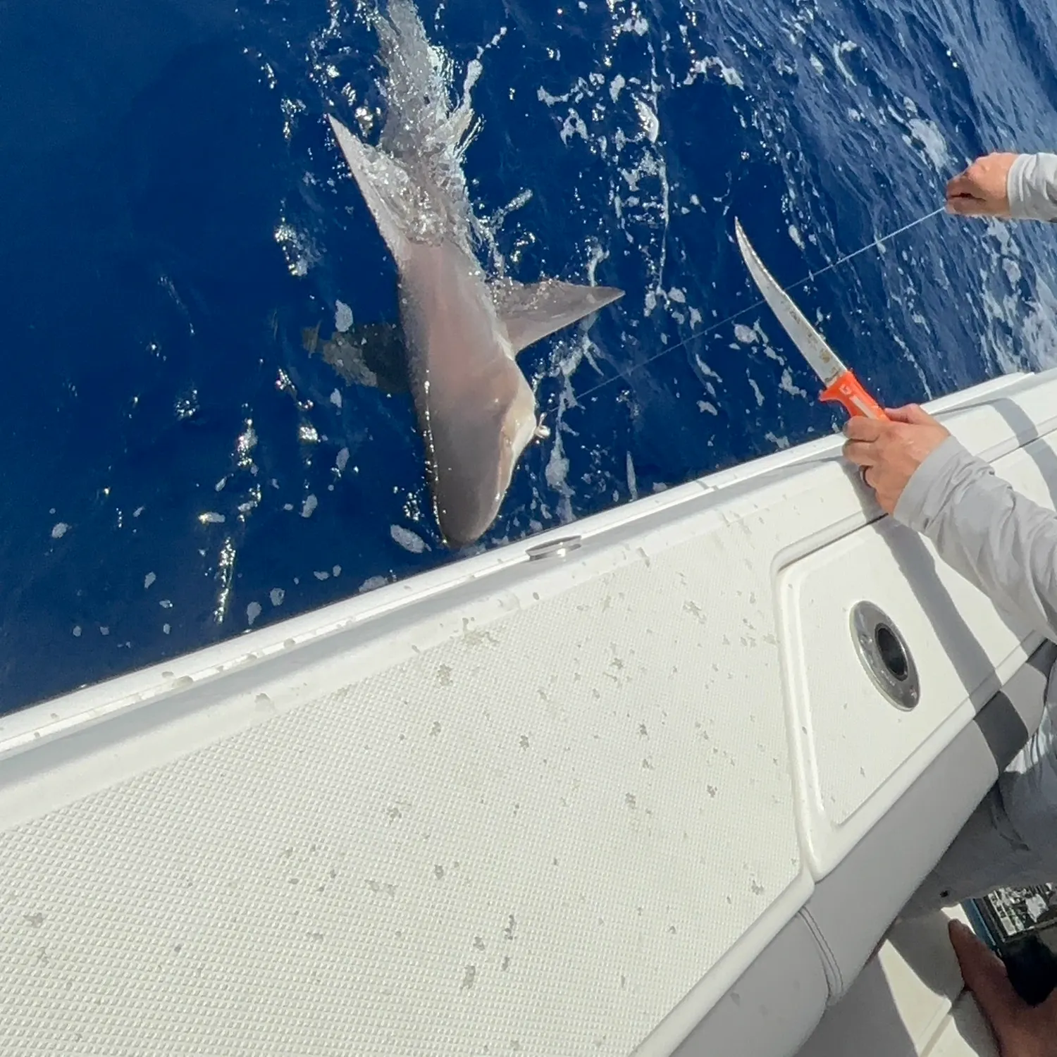 The most recent Caribbean reef shark catches on Fishbrain