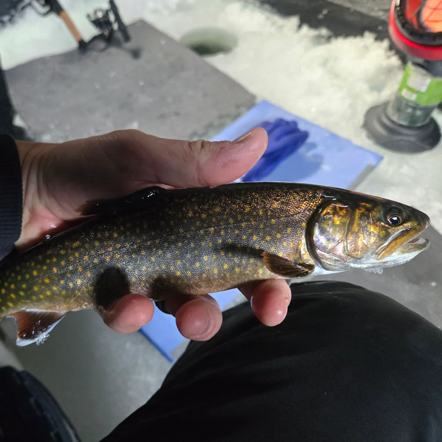 The most recent Splake catches on Fishbrain