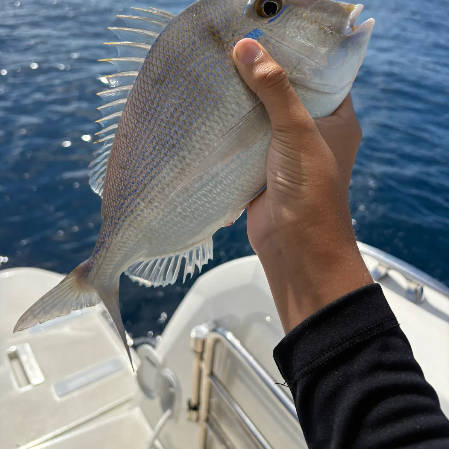 The most recent Littlehead Porgy catches on Fishbrain