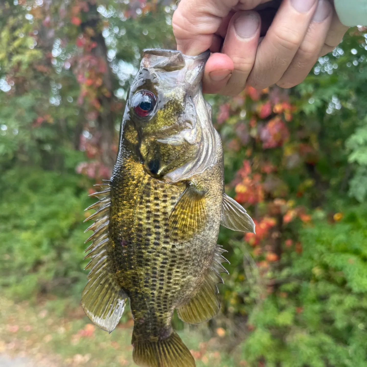 Rock bass caught on Fishbrain