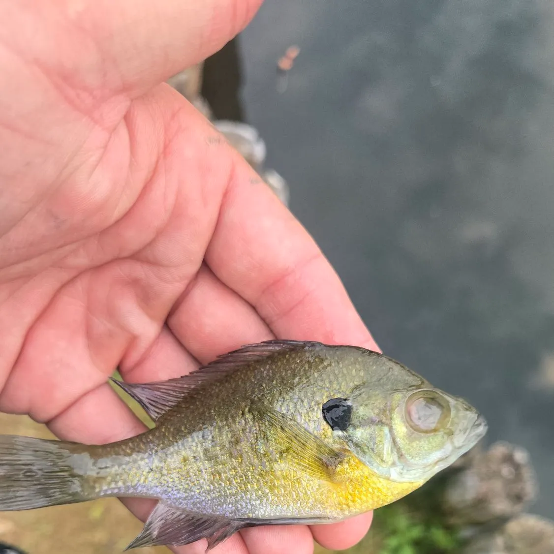 Bluegill caught on Fishbrain