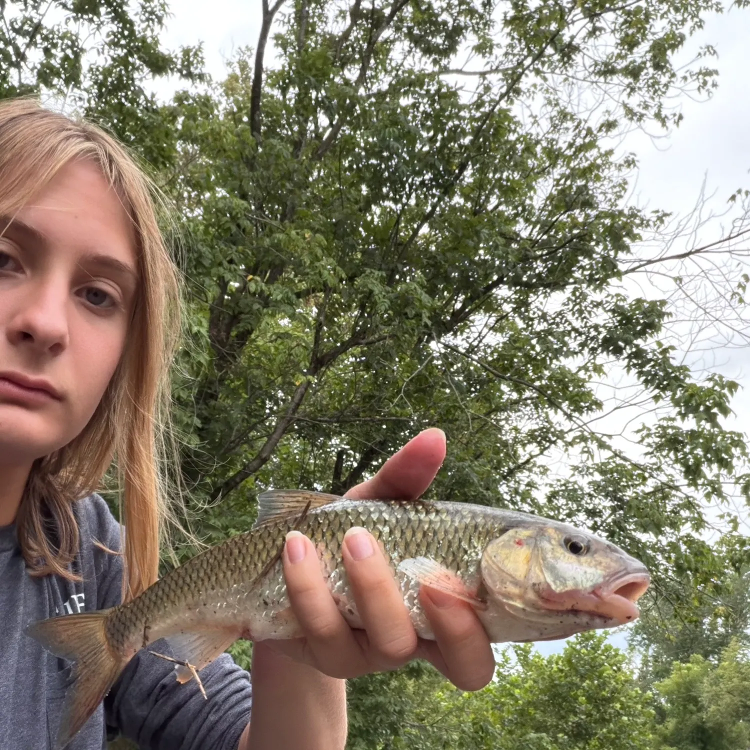 Fallfish caught on Fishbrain