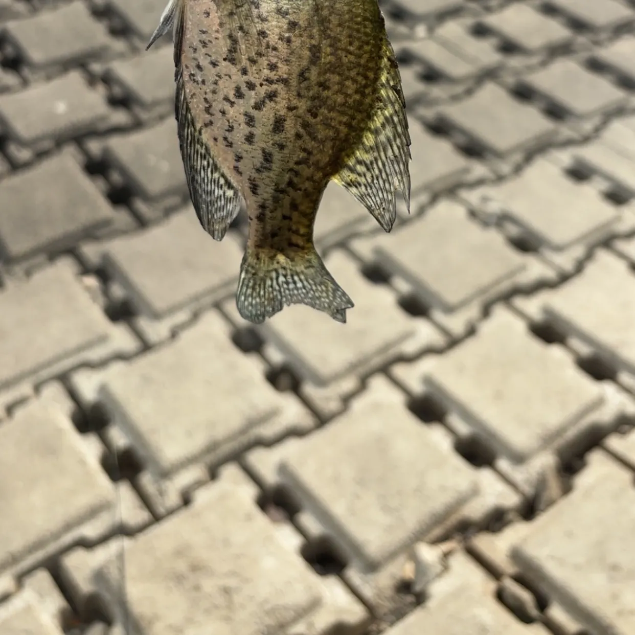 Black crappie caught on Fishbrain