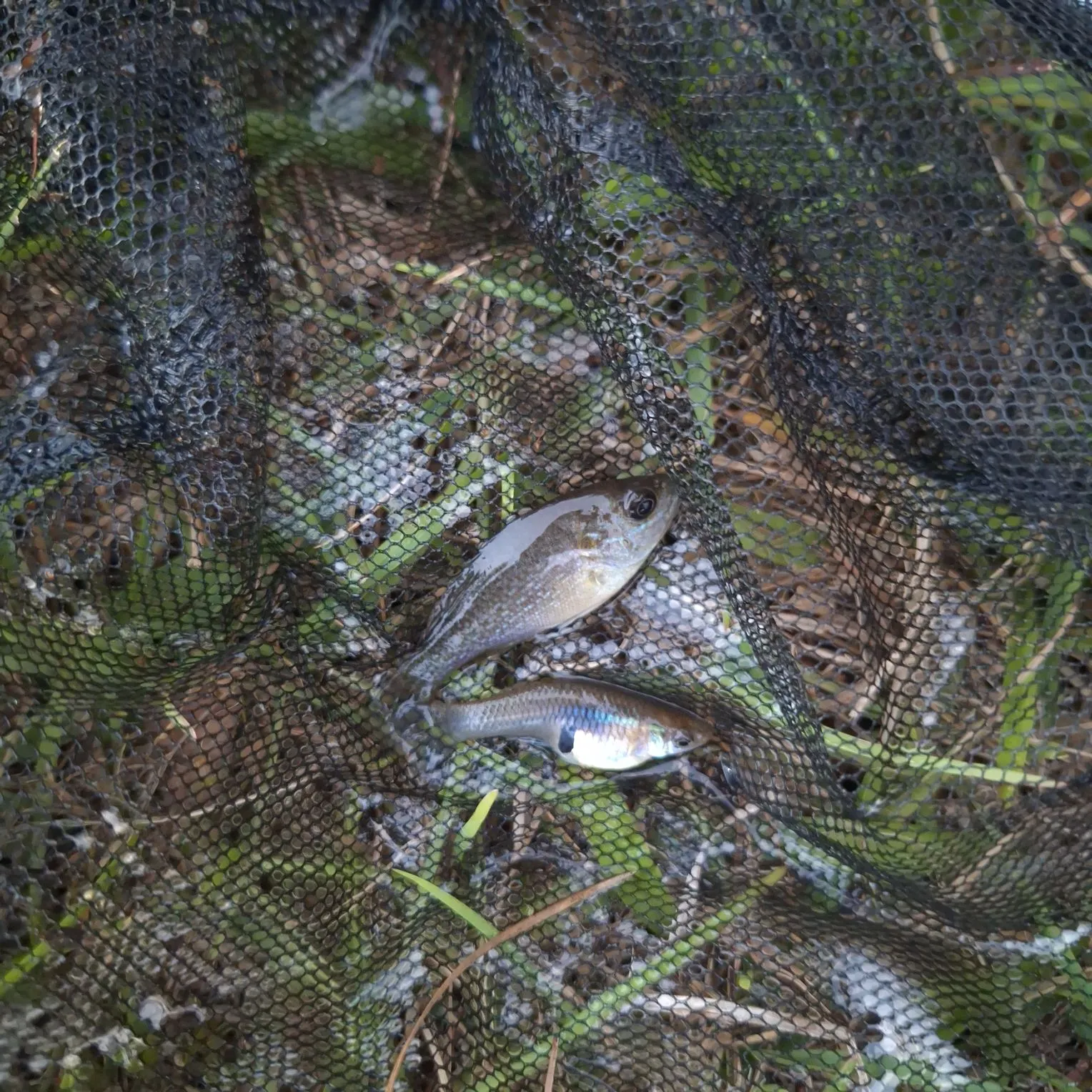 The most recent Eastern mosquitofish catches on Fishbrain