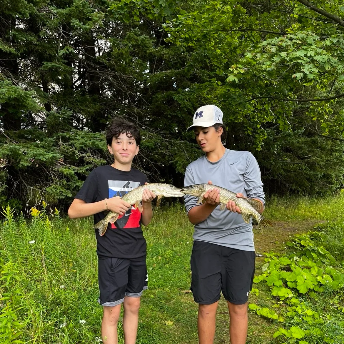 Northern pike caught on Fishbrain