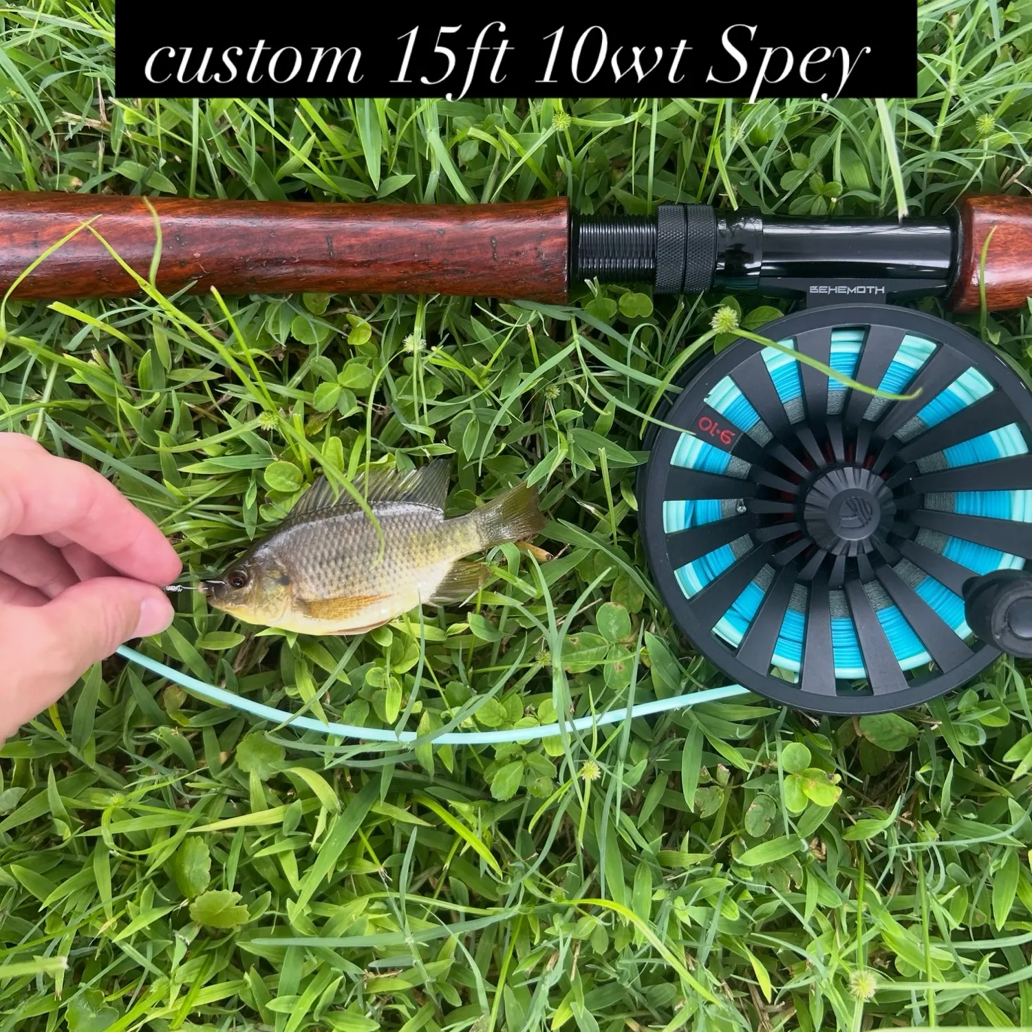 The most recent Redbreast tilapia catches on Fishbrain