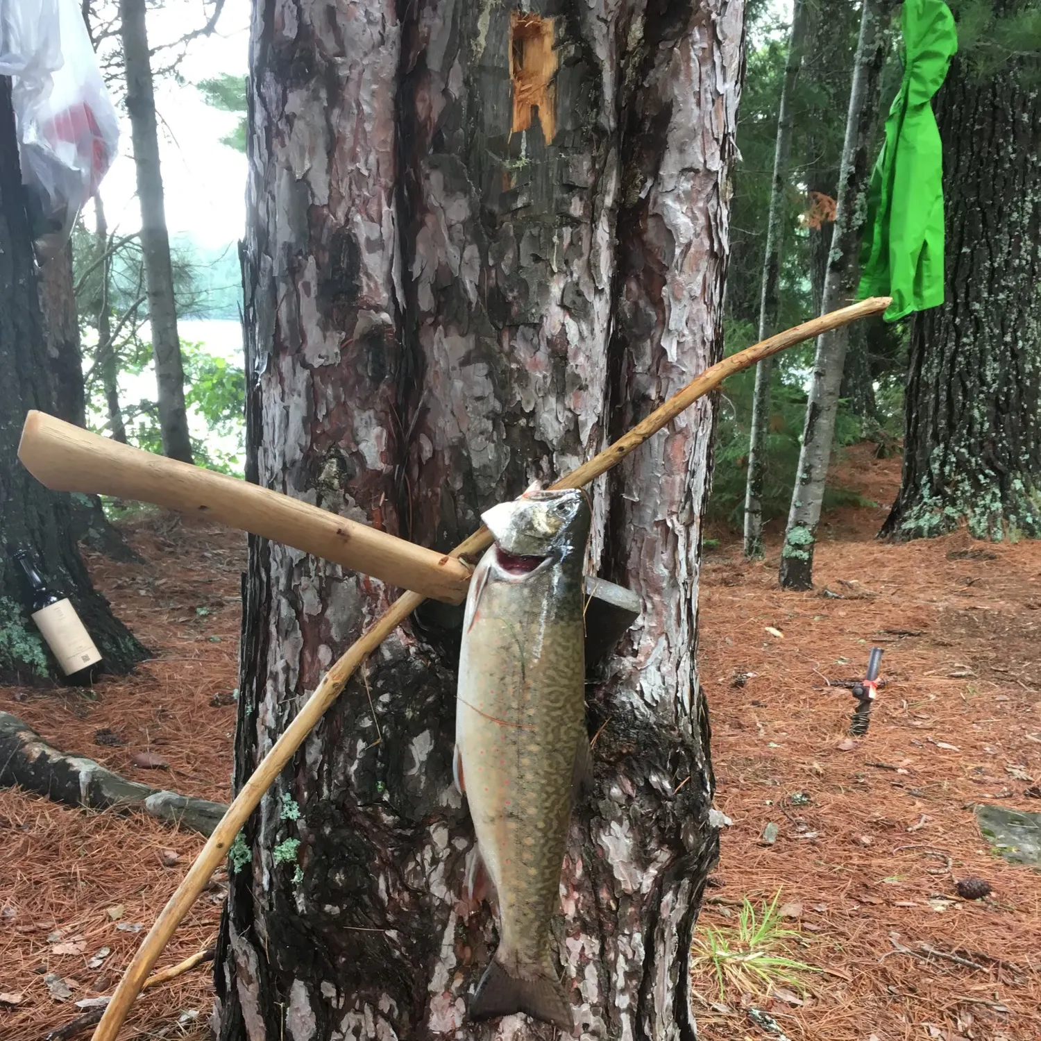 angler catch