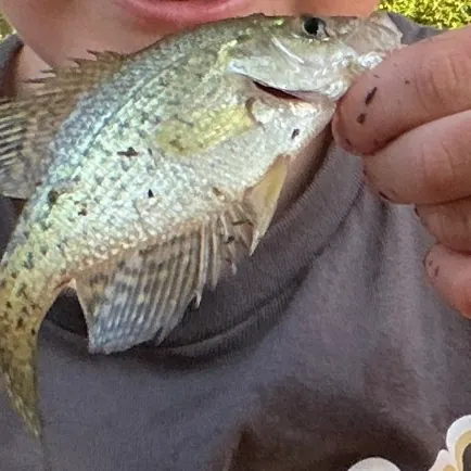White crappie caught on Fishbrain