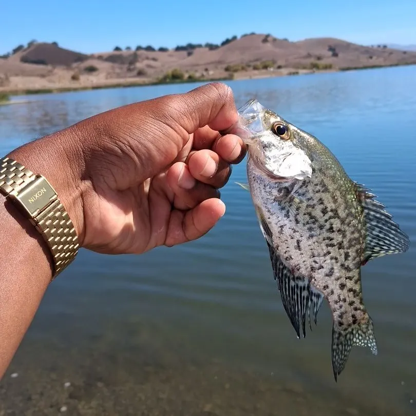 Black crappie caught on Fishbrain